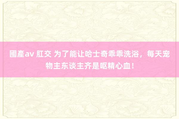 國產av 肛交 为了能让哈士奇乖乖洗浴，每天宠物主东谈主齐是呕精心血！